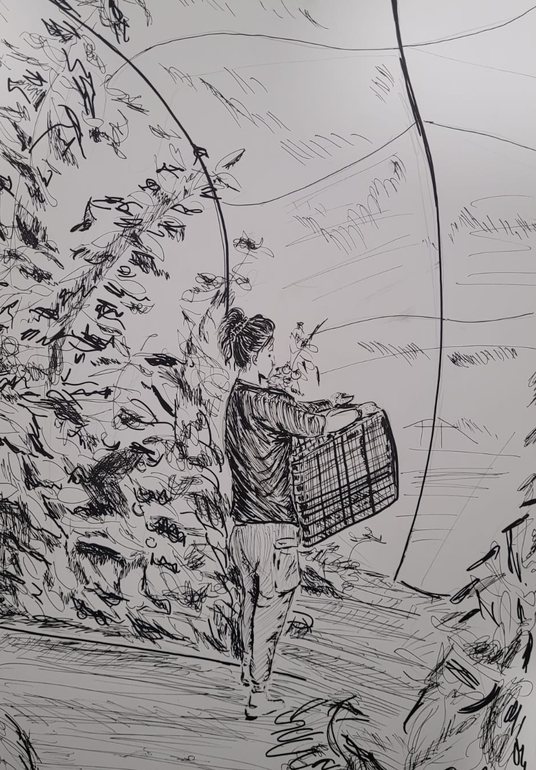 Pencil drawing: working in a tomato greenhouse